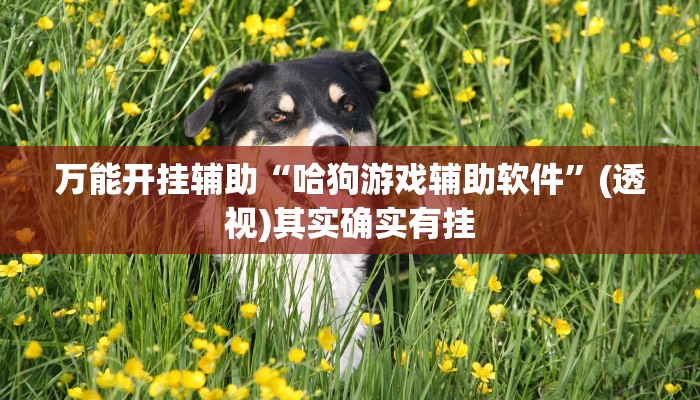 万能开挂辅助“闲逸碰胡辅助神器”开挂(透视)辅助教程