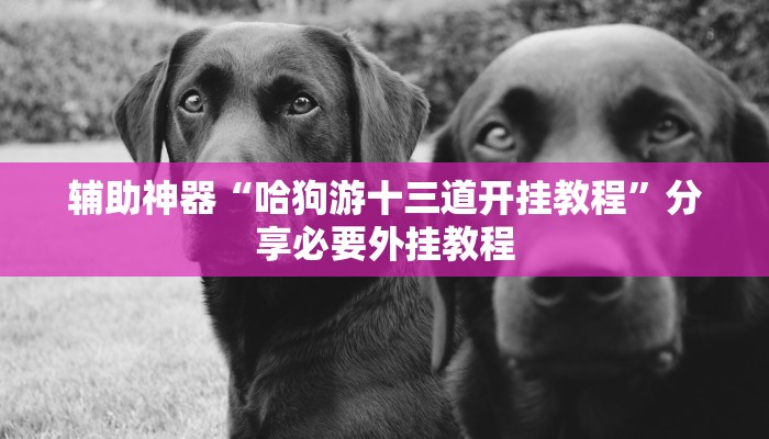 辅助神器“哈狗游十三道开挂教程”分享必要外挂教程